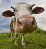 02_cow
