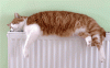 02_cat
