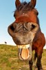 03_talking-horse