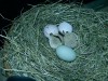 20_eggs