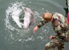 06_dolphin