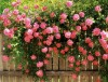 10_roza