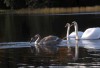 03_swans
