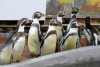 02_penguin
