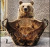 02_bear