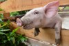 03_pig