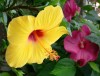 16_hibiscus