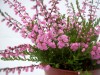 12_veresk