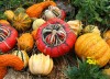 13_cucurbita