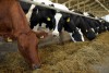 09_cow
