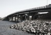 08_samoubijca_foto