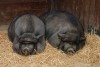 15_pigs_july_2008-1