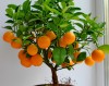 13_mandarin