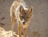 02_canis_aureus_revivim2