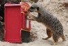 05_afp-meerkat