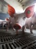 08_pig