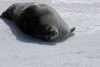 11_seal
