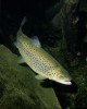 02_salmo_trutta