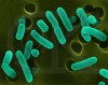 e-coli