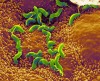 bakterija-H-pylori